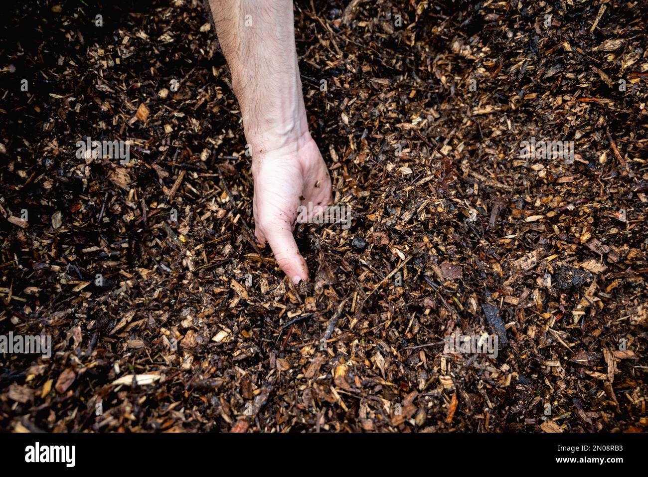 Mani che tengono trucioli di legno per il Garden.Mulching letto sempreverde con corteccia di pino pacciame.sfondo naturale da legno riciclato pacciame. Mani che tengono legno Foto Stock