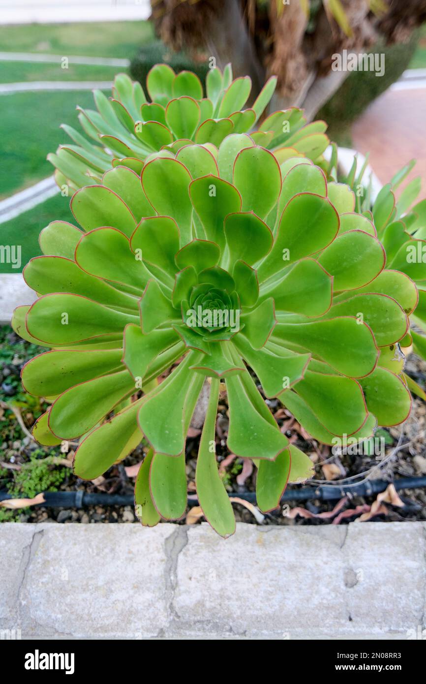 Primo piano di Aeonium canariense che cresce in un contenitore all'aperto Foto Stock