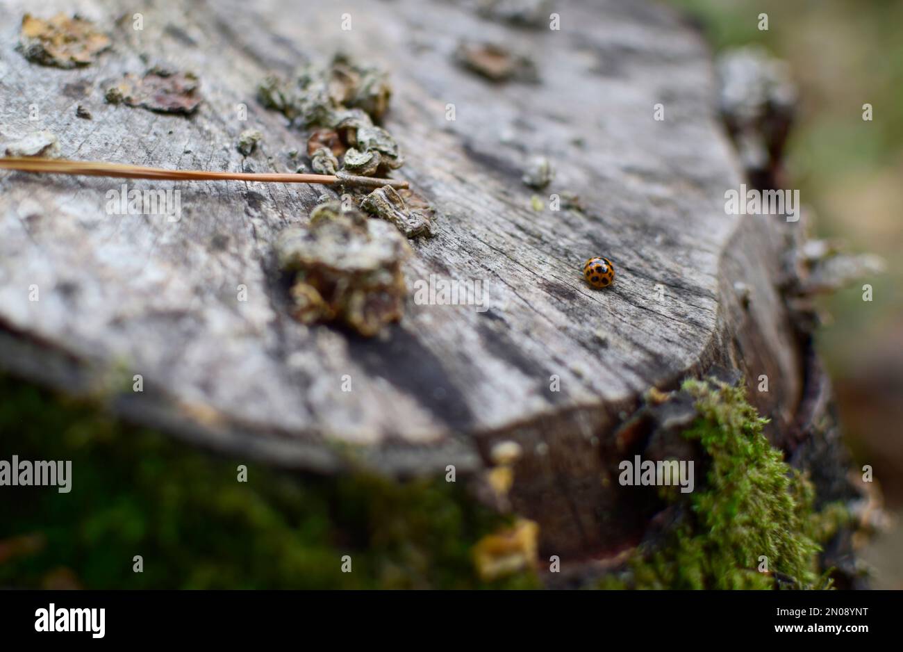 Ladybird strisciare lungo un ceppo di albero Foto Stock