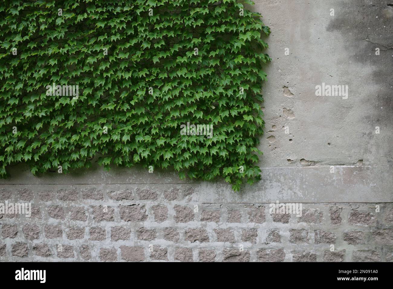 Pareti grigie e bianche ricoperte di edera Foto Stock