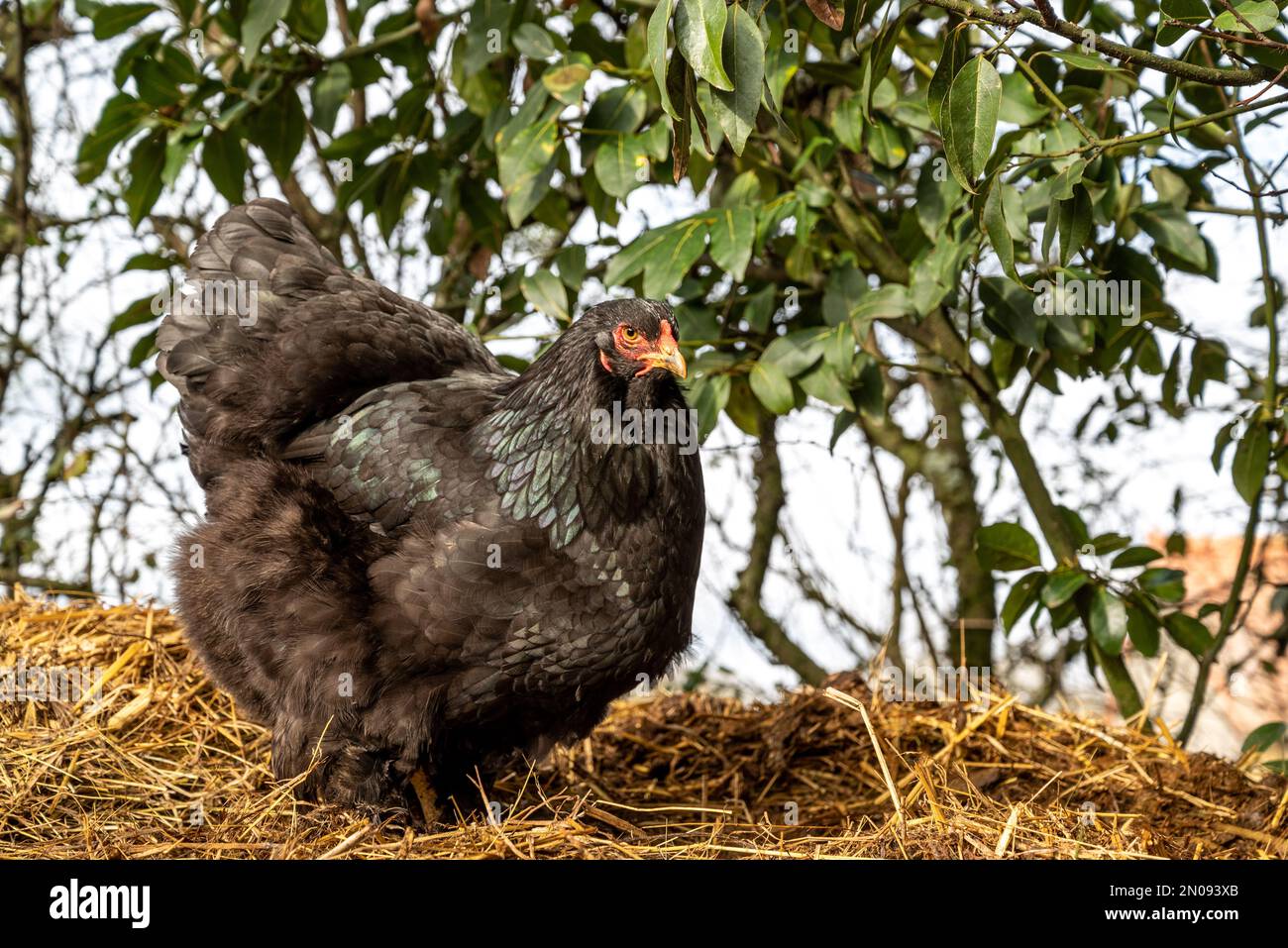 Gallina nera in cerca di cibo. Gallina di razza Brahma. Primo piano del concetto di hen.Freedom libero Foto Stock