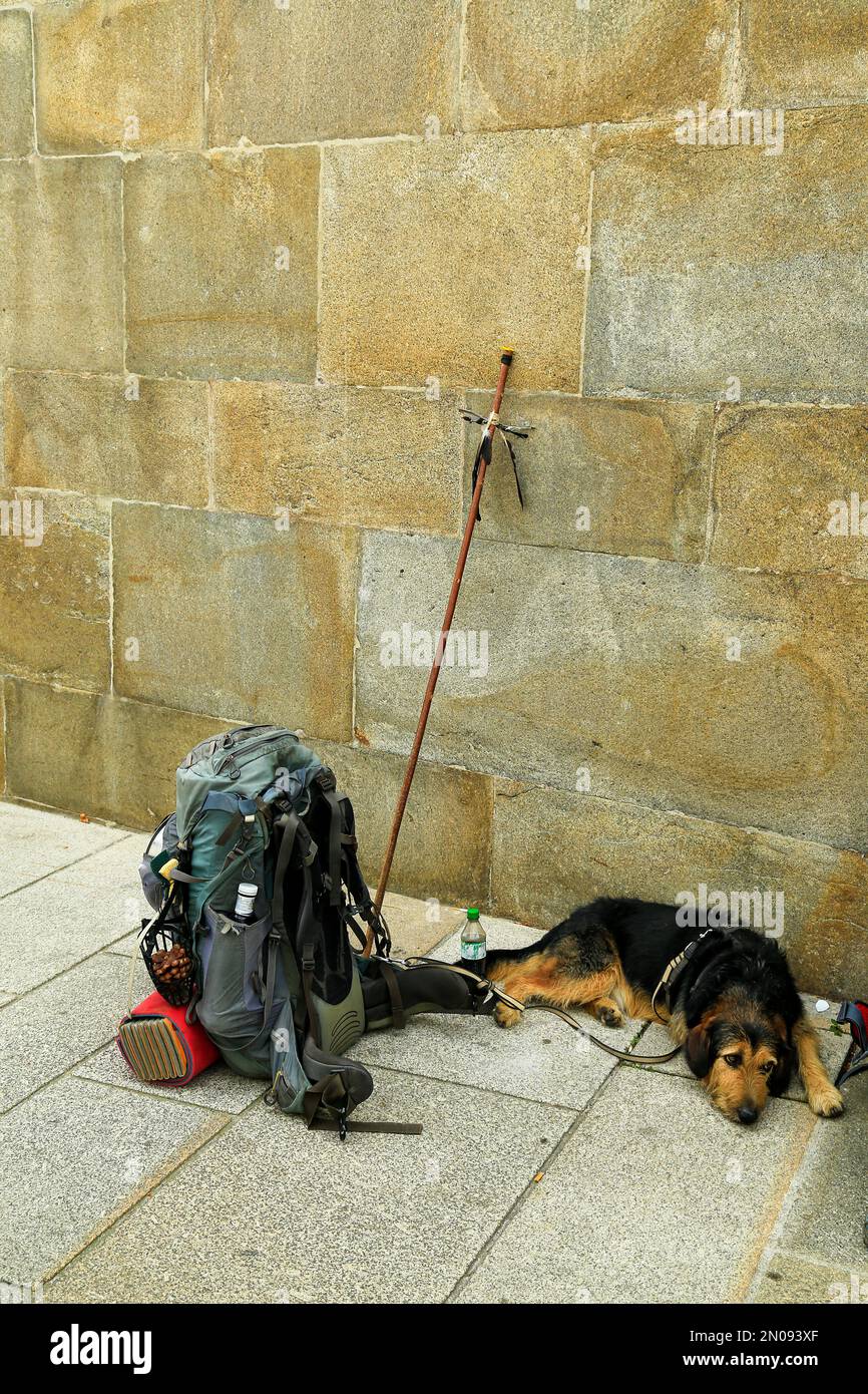 Pacco e cane da pellegrino, riposante a Santiago de Compostela, Galizia, Spagna. Foto Stock