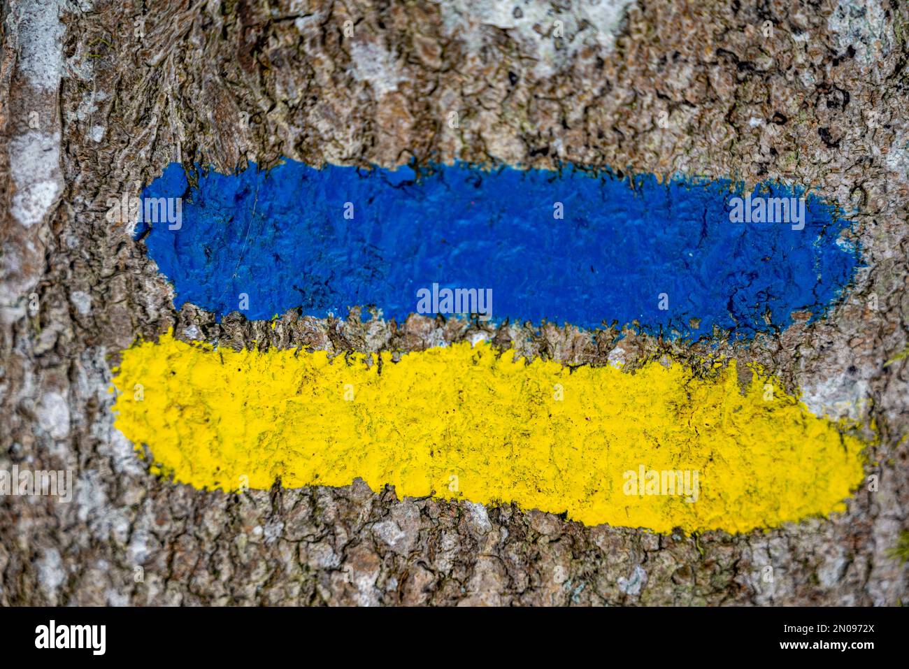 Bandiera dell'Ucraina dipinta su un albero. Bandiera Ucraina concept.Ukrainian banner.Ukrainian bandiera dipinta pennelli tratti colorati. Bandiera gialla e blu. Foto Stock