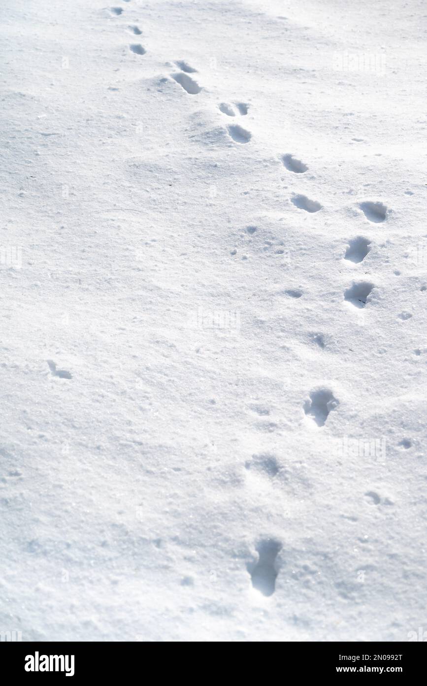 Passi nella neve.impronte di animali nella neve.Sentiero invernale e stalking concept.Trace linea nel ghiaccio.Marking animali selvatici nel selvaggio Foto Stock