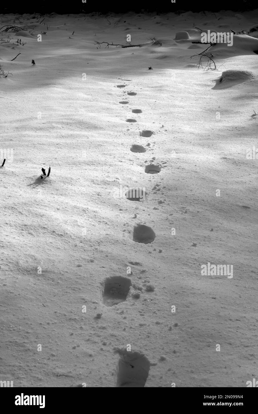 Passi in snow.impronte umane in snow.Winter trail and tracking concept.Human footprint in Ice.Human marking in inverno. Foto Stock