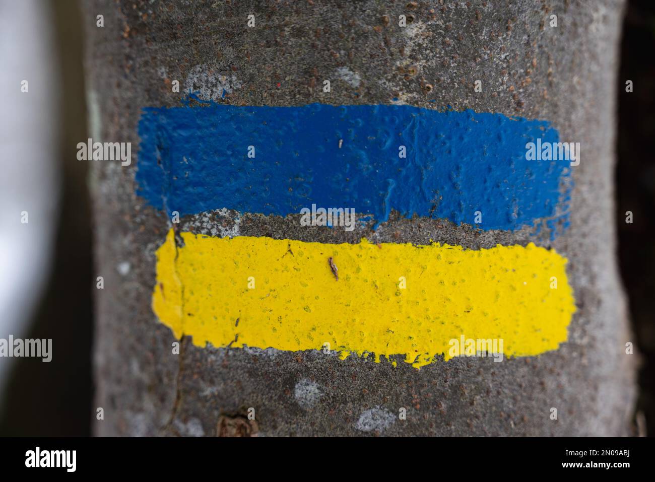 Bandiera dell'Ucraina dipinta su un albero. Bandiera Ucraina concept.Ukrainian banner.Ukrainian bandiera dipinta pennelli tratti colorati. Bandiera gialla e blu. Foto Stock