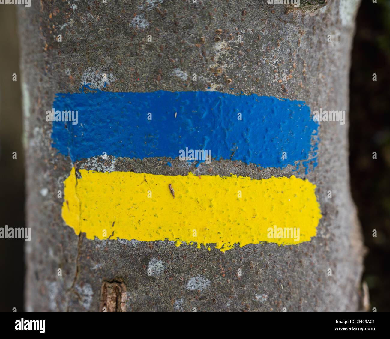Bandiera dell'Ucraina dipinta su un albero. Bandiera Ucraina concept.Ukrainian banner.Ukrainian bandiera dipinta pennelli tratti colorati. Bandiera gialla e blu. Foto Stock