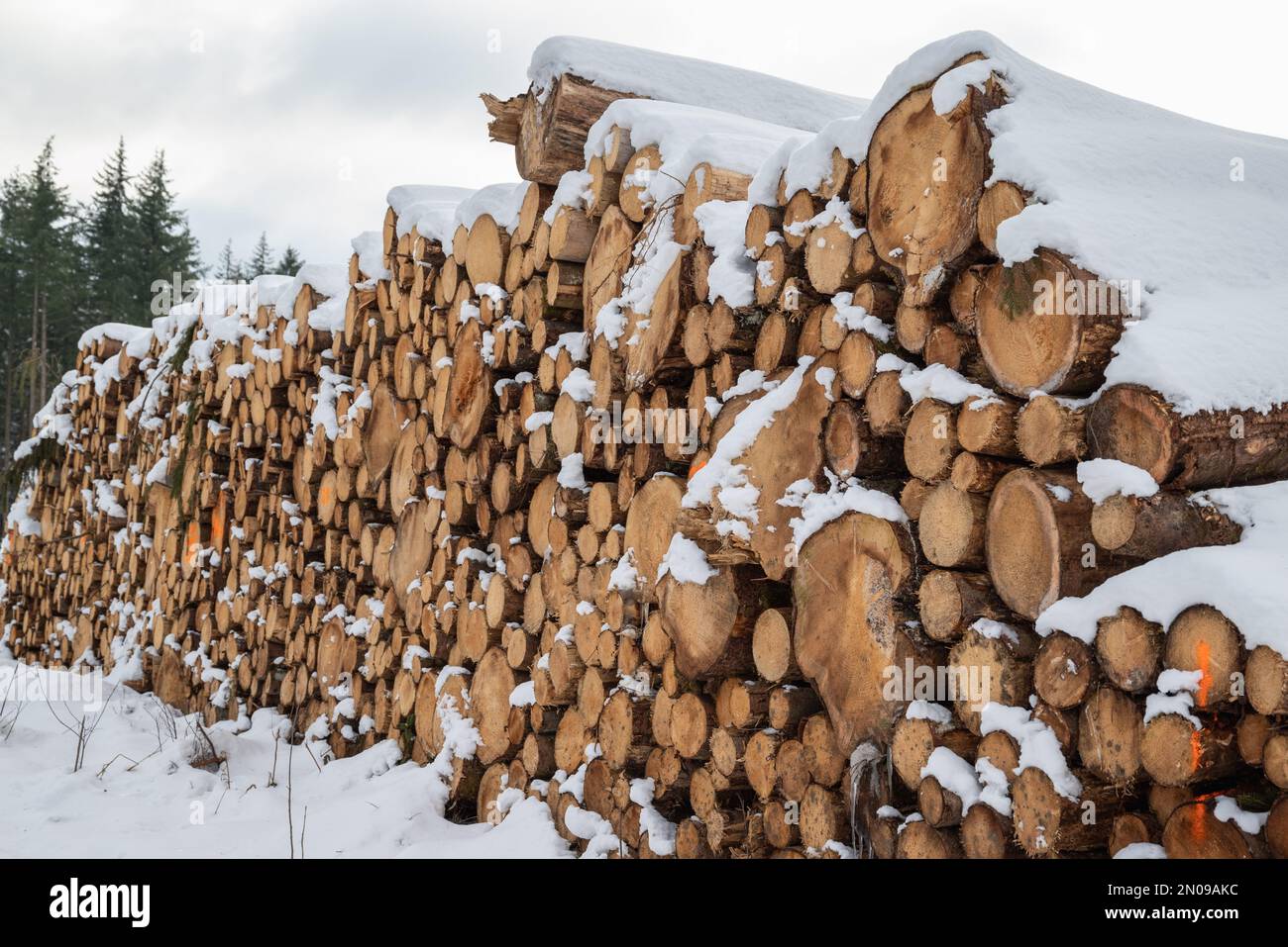 Albero accatastato tronco.albero accatastato coperto di neve in inverno. tronco di albero lungo. Neve su tronchi accatastati contro alberi. Tronchi di legno tagliato da poco. Foto Stock