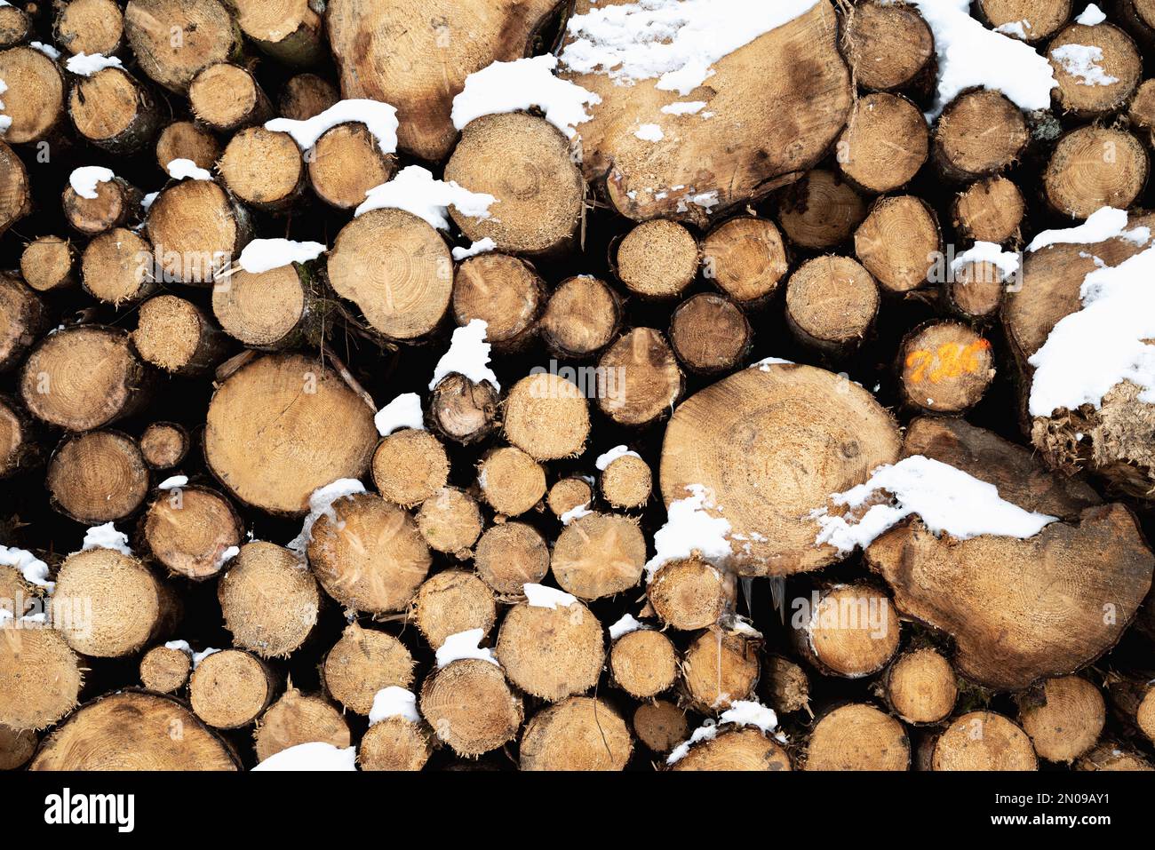 Albero accatastato tronco.albero accatastato coperto di neve in inverno. tronco di albero lungo. Neve su tronchi accatastati contro alberi. Tronchi di legno tagliato da poco. Foto Stock