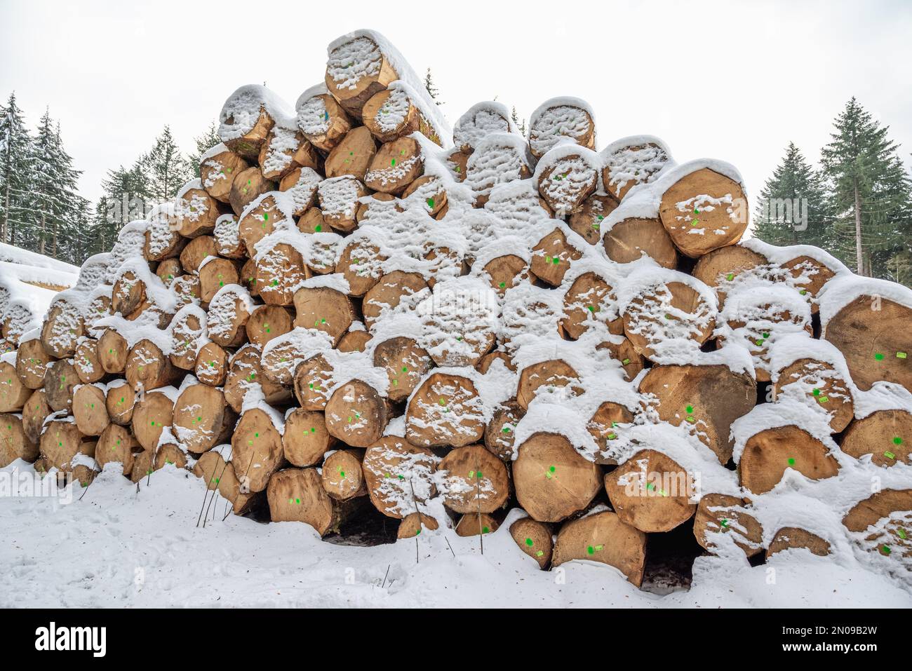 Albero accatastato tronco.albero accatastato coperto di neve in inverno. tronco di albero lungo. Neve su tronchi accatastati contro alberi. Tronchi di legno tagliato da poco. Foto Stock