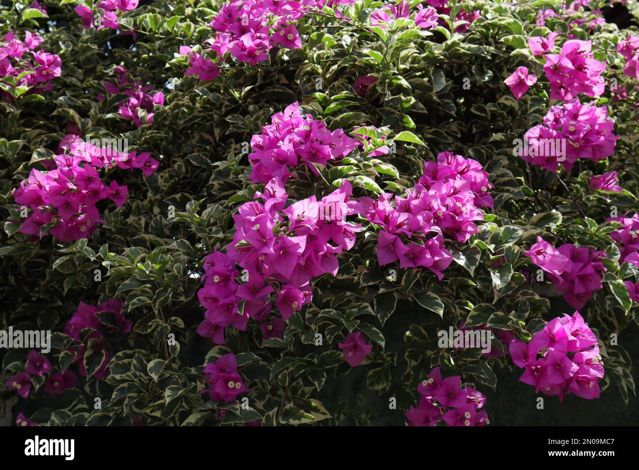 Fiori viola Bougainvillea fiorito su una foglia bianca e verde pianta di Bougainvillea variegata Foto Stock