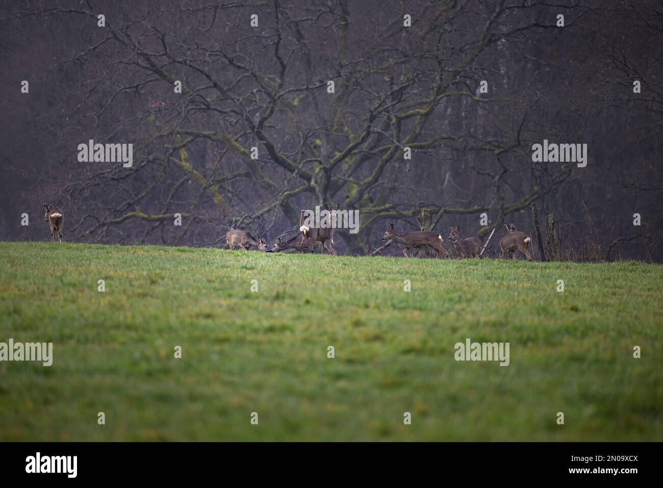Cervi su un campo verde con una foresta sullo sfondo in Germania, Europa Foto Stock