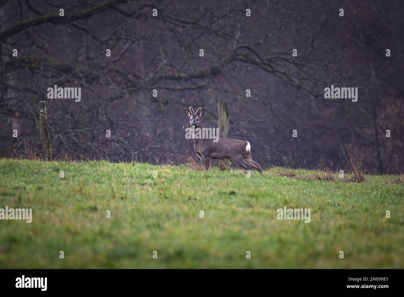 Cervi su un campo verde con una foresta sullo sfondo in Germania, Europa Foto Stock
