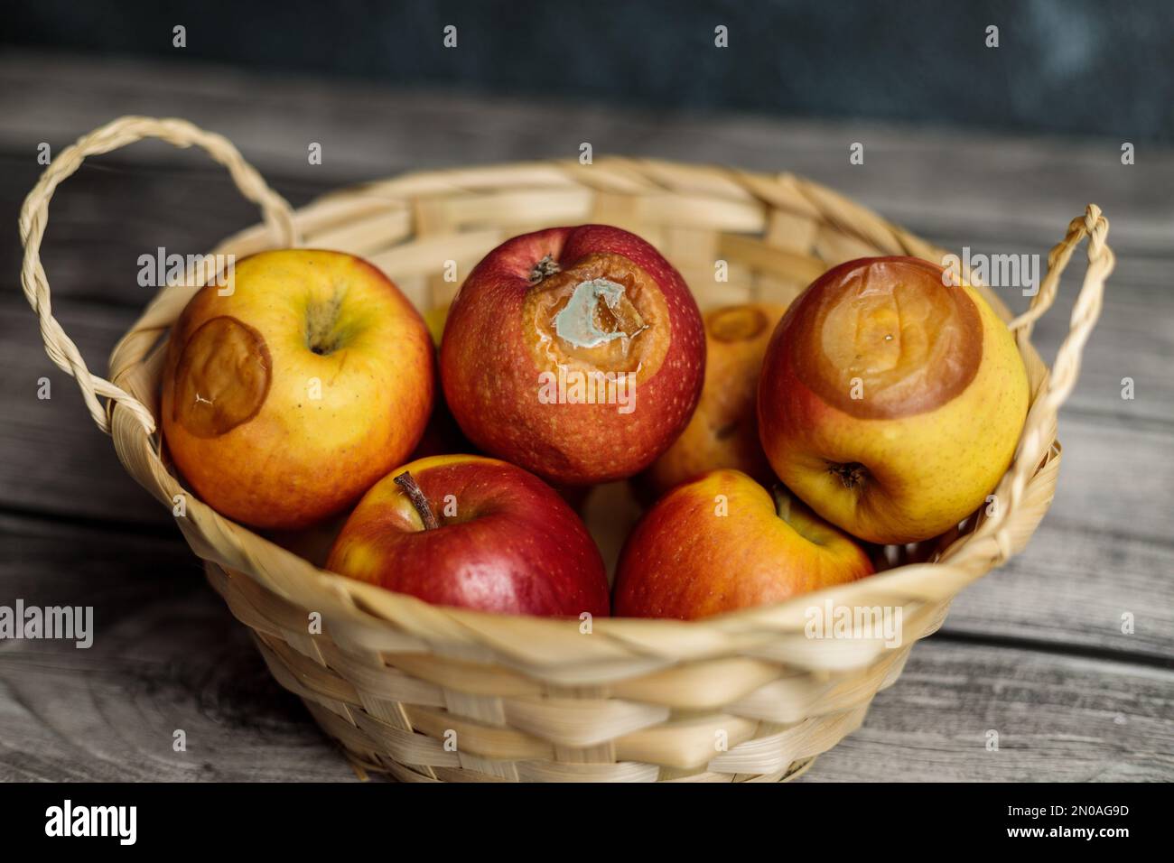 Mele marciume nel cesto Bad Harvest Hunger Foto Stock