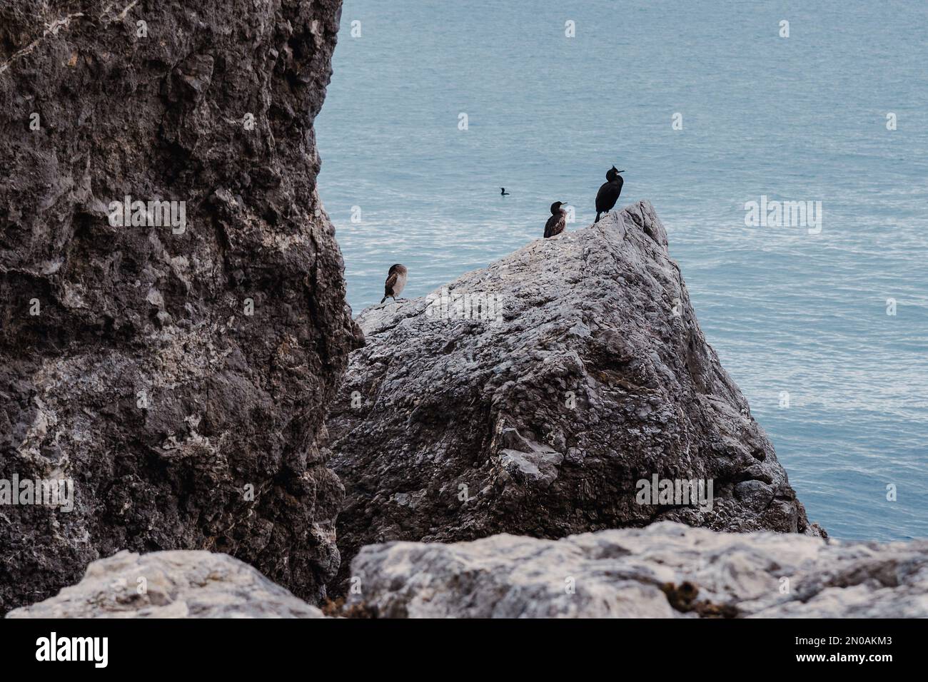 Pochi cormorani seduti sulla roccia di Capo Alchak. Sudak. Crimea Foto Stock