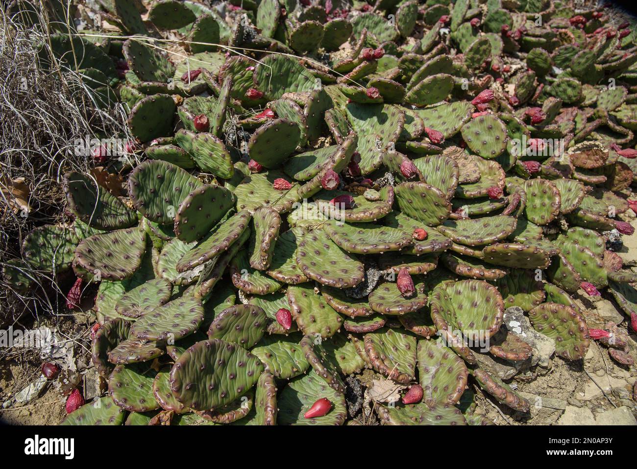 Wild Prickly Pear Cactus, Opuntia vicino Golitsyn sentiero in primavera. Crimea Foto Stock