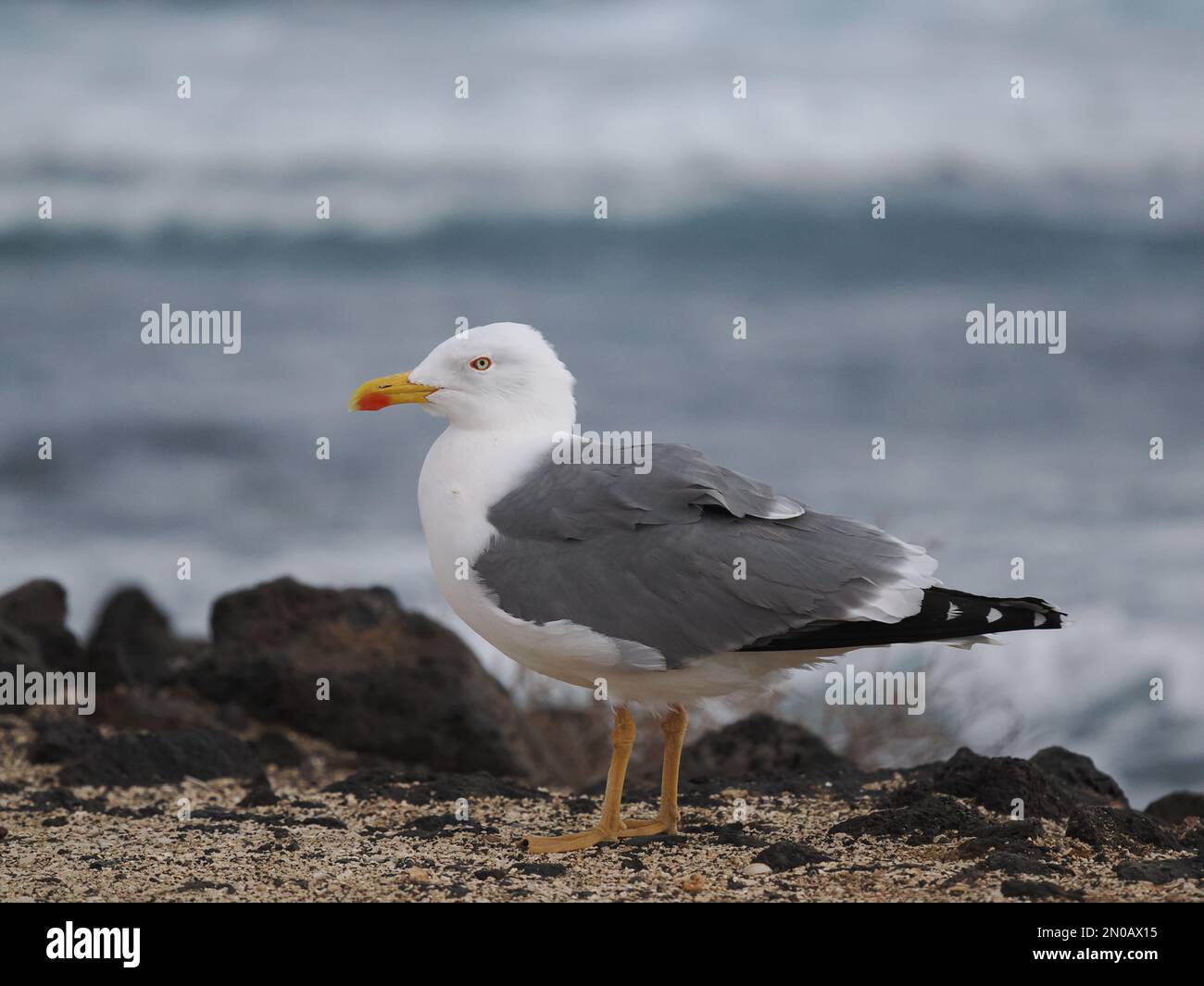 I gabbiani a zampe gialle sono il gabbiano residente a Lanzarote, anche se ci sono altre specie di gabbiano durante l'inverno Foto Stock