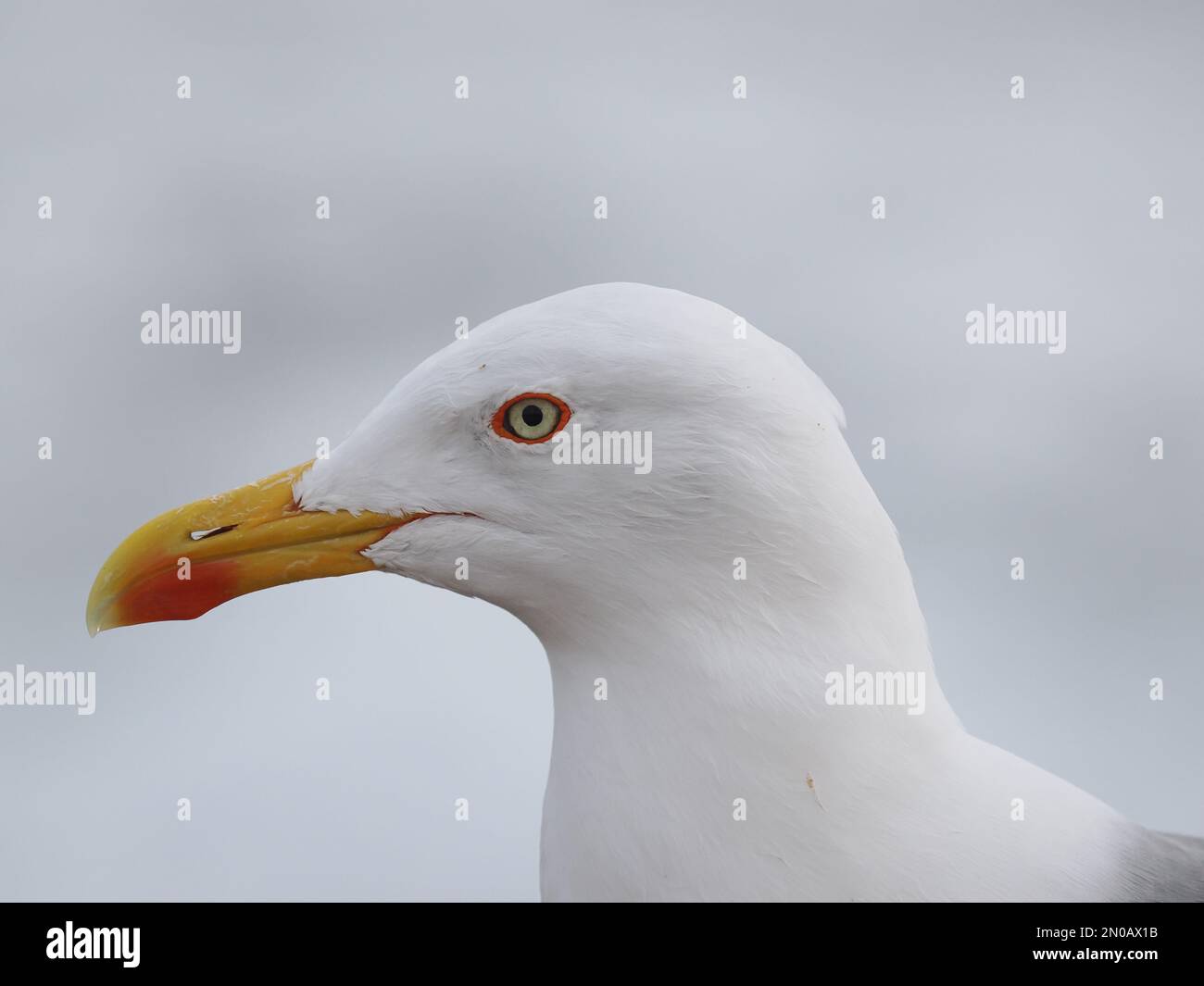 I gabbiani a zampe gialle sono il gabbiano residente a Lanzarote, anche se ci sono altre specie di gabbiano durante l'inverno Foto Stock