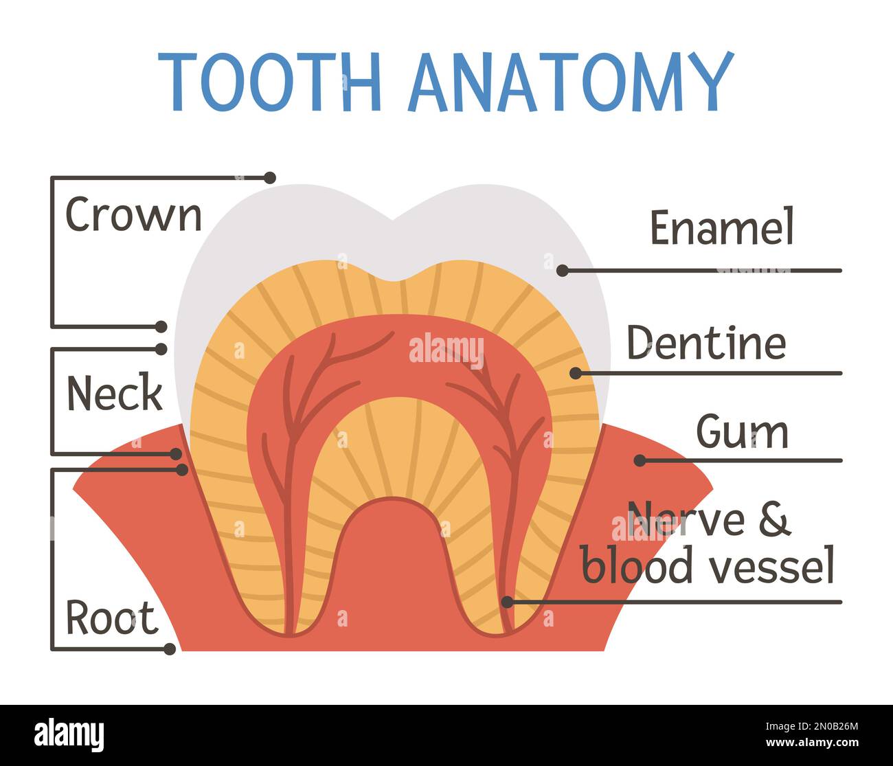 Poster dell'anatomia del dente. Schema della struttura dei denti con iscrizioni. Illustrazione delle parti dentali. Modello di brochure didattica clinica dentista. Smalto, denti Illustrazione Vettoriale
