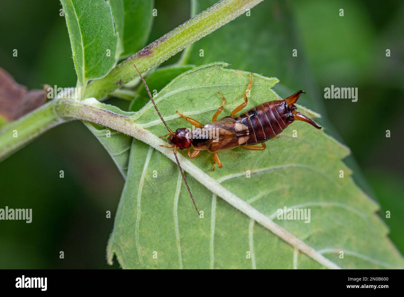 Earwig europeo su foglia di pianta. Insetto e la conservazione della fauna selvatica, la conservazione dell'habitat e il concetto del giardino del fiore del cortile. Foto Stock