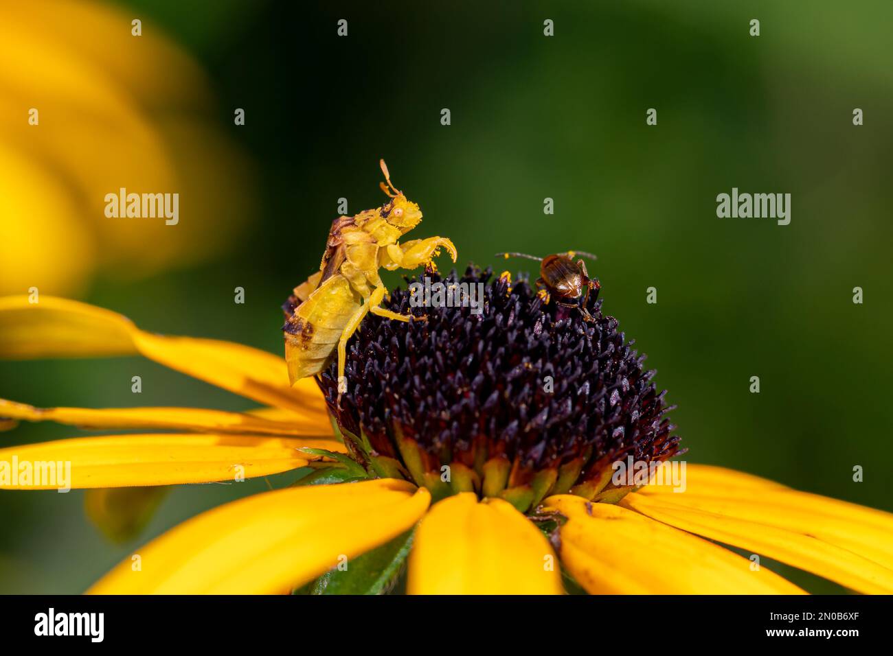 Bug imboscata su fiore giallo. Concetto di conservazione degli insetti e della fauna selvatica, conservazione dell'habitat e giardino fiorito nel cortile Foto Stock