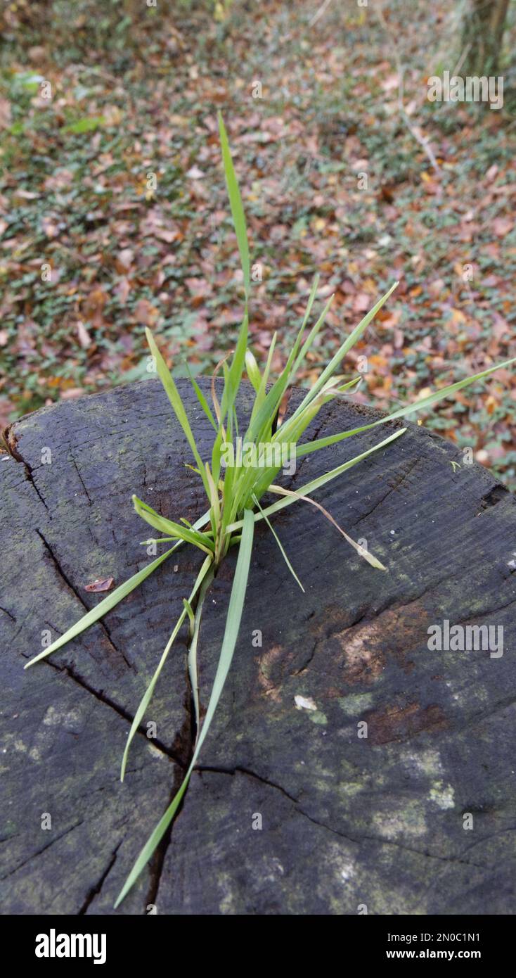 Foglie di pianta determinate per crescere da un ceppo di albero vecchio Foto Stock