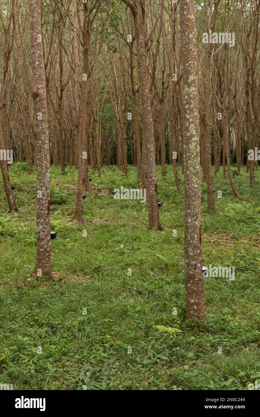 Foresta di alberi di gomma alla piantagione in Ko Lanta, Krabi, Thailandia. Foto Stock