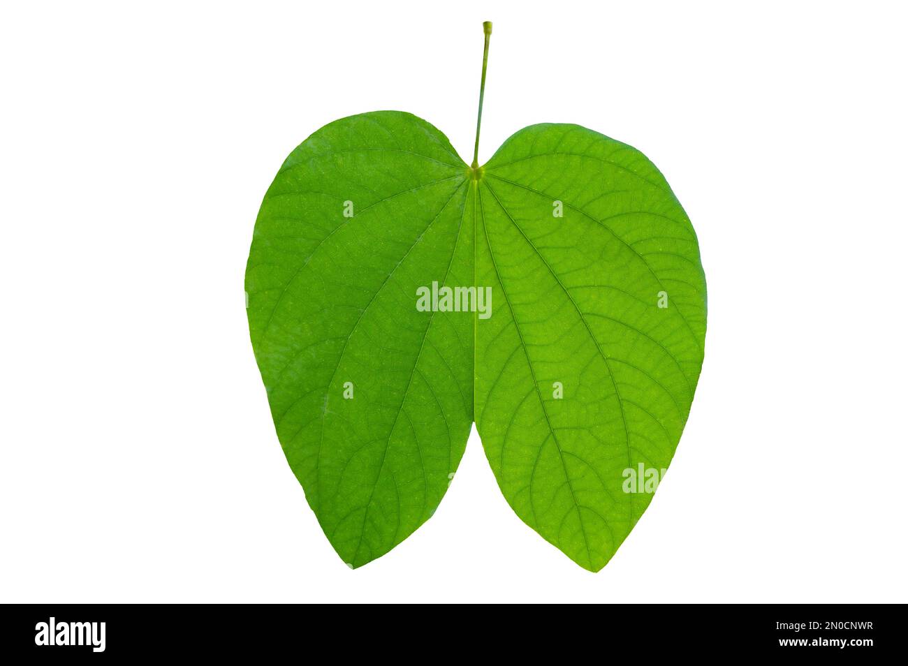 Bauhinia purpurea, foglie di purpurea verde su sfondo bianco, isolare Foto Stock