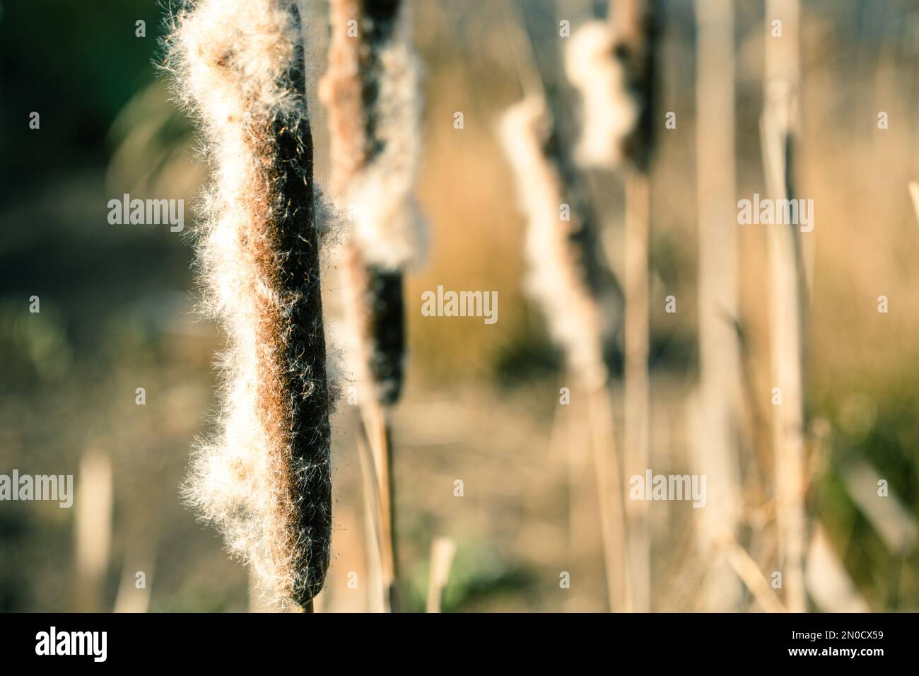 Paesaggi paludosi - primo piano di Bulrushes minori , Typha gracilis Foto Stock