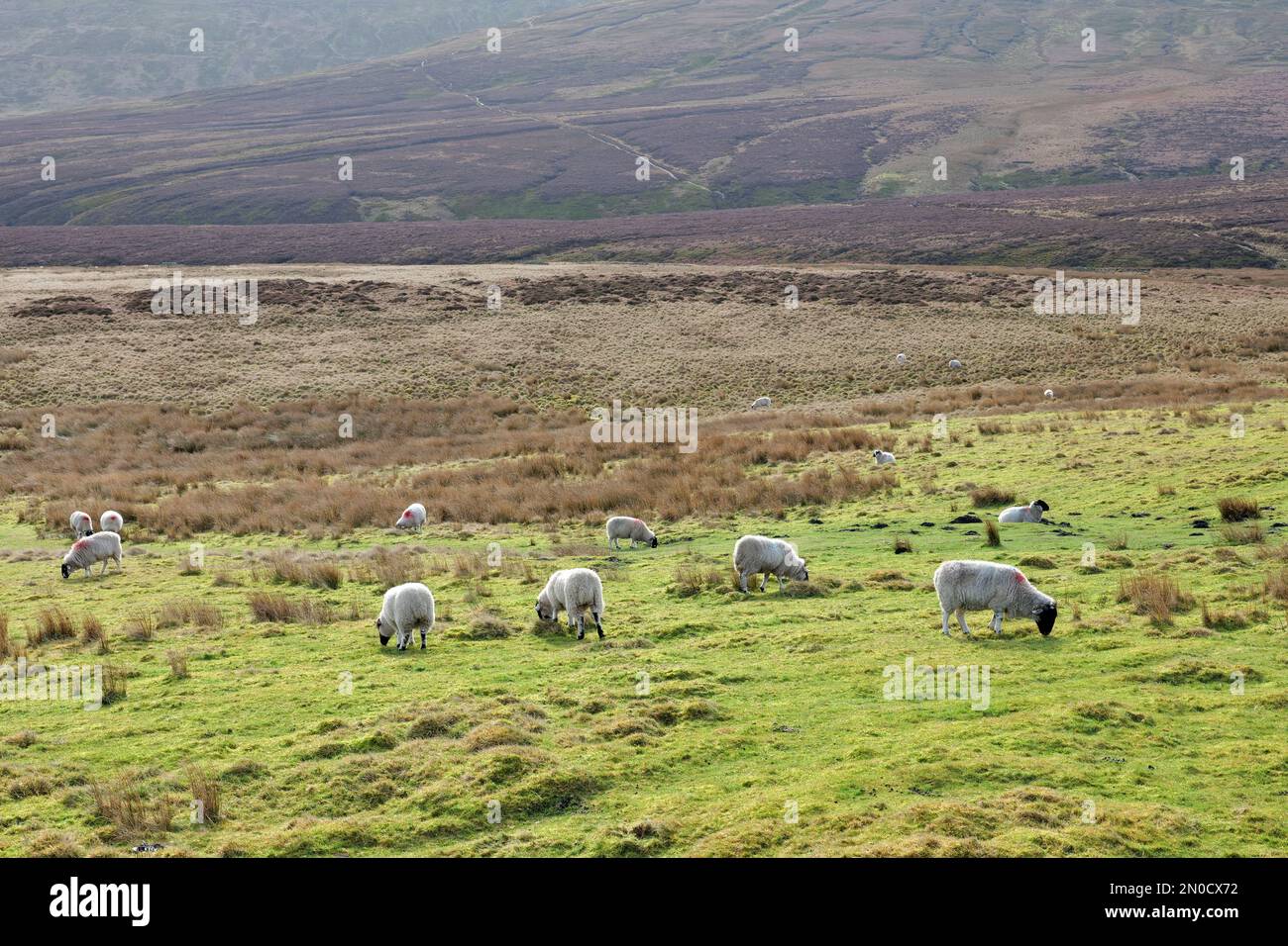 Gregge di pecore bianche che pascolano sul bordo della brughiera delle Pennine dello Yorkshire Foto Stock