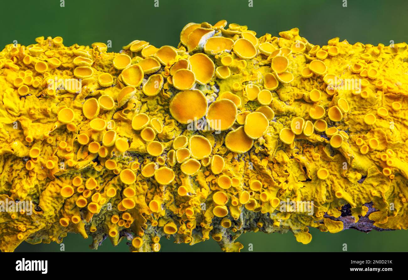 Giallo marinare Sunburst lichen - Xantoria parietina - sfondo Foto Stock