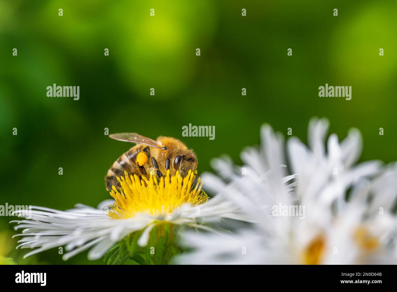 Macro di un'ape che impollinano su un fiore d'astro Foto Stock