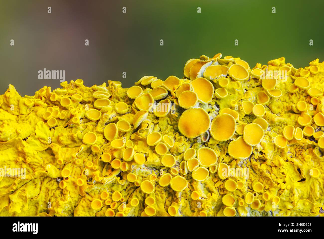 Giallo marinare Sunburst lichen - Xantoria parietina - sfondo Foto Stock