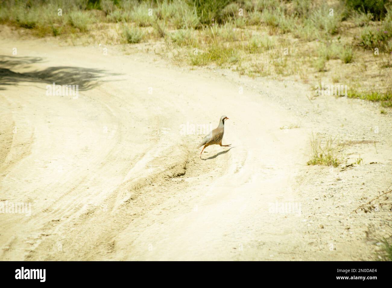 Primo piano uccello corse attraverso la strada nel parco nazionale di Voshlovani. Flora e fauna in Georgia.Kakheti. Montagne del Caucaso Foto Stock