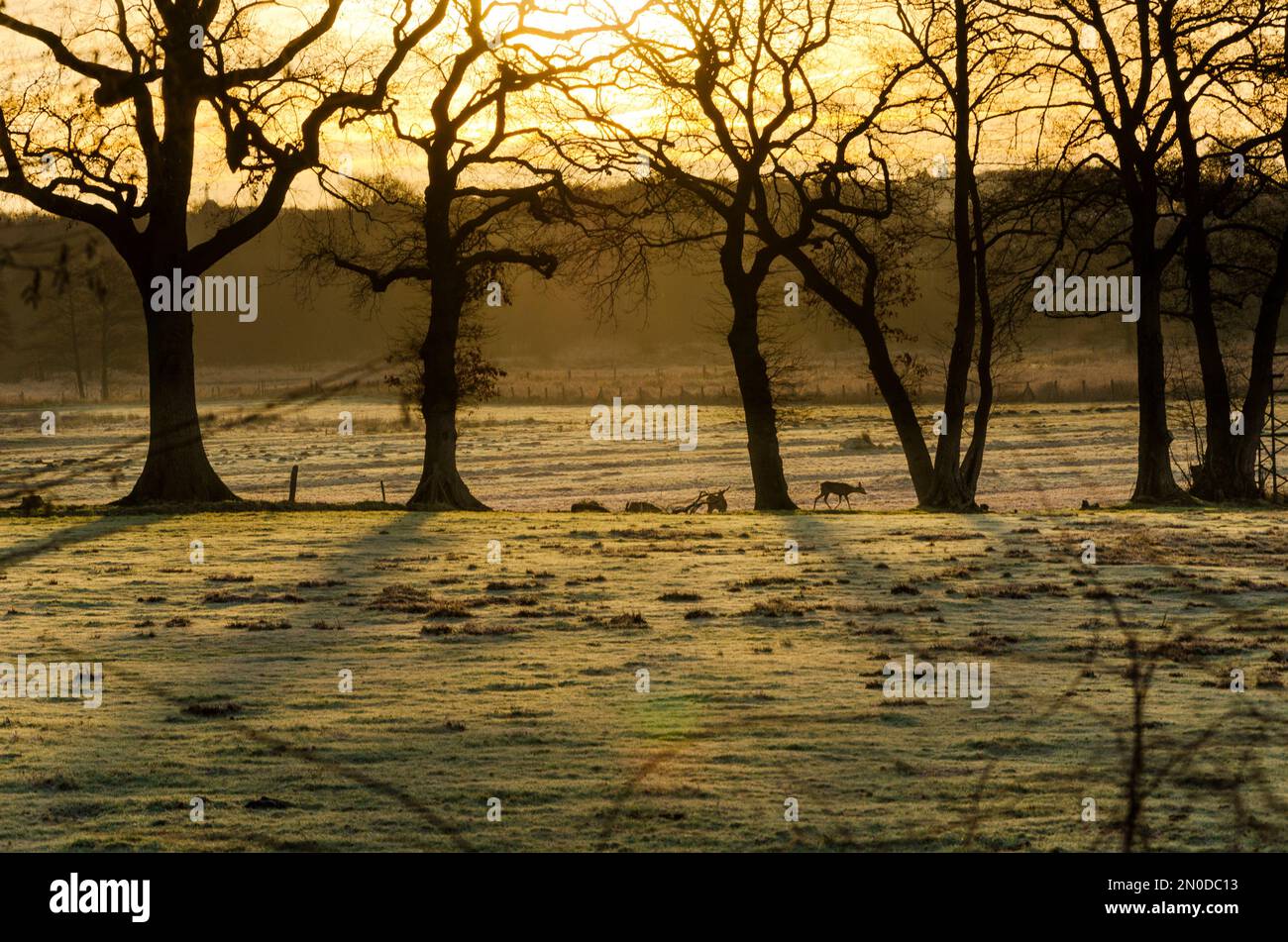 Atmosfera mattutina con alberi e cervi Foto Stock