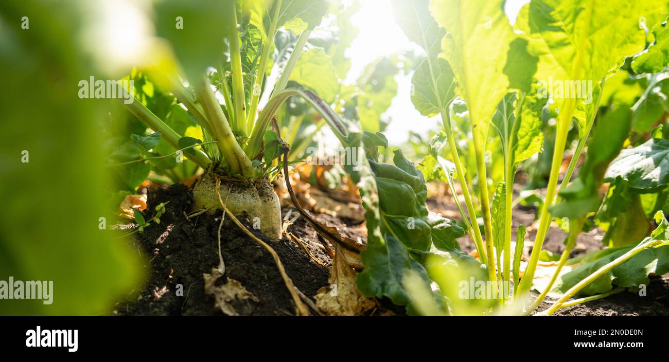 Barbabietola da zucchero in un campo da vicino Foto Stock