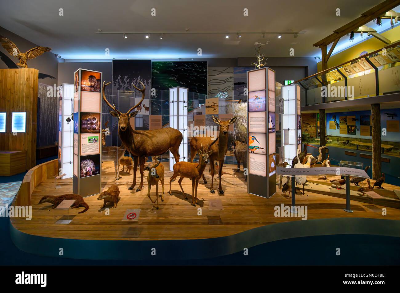 Szeged, Ungheria. Interno del Museo di Storia Naturale ed Etnologia Mora Ferenc Foto Stock