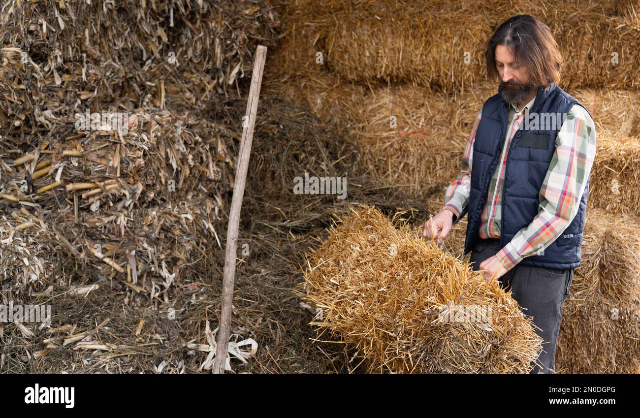 Adulto allevatore caucasico bearded nel fienile. Foto Stock