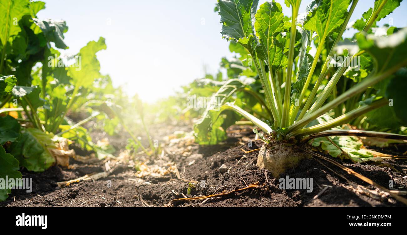 Barbabietola da zucchero in un campo da vicino Foto Stock