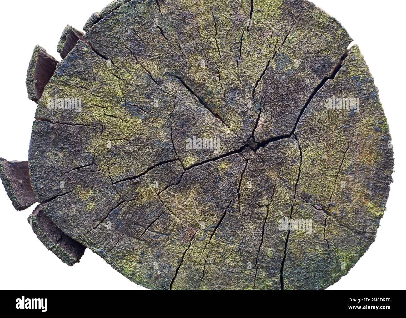 fine di una vecchia superficie di log con crepe e muschio, isolato su sfondo bianco, sezione trasversale di legno intemperiato texture, carta da parati astratta Foto Stock