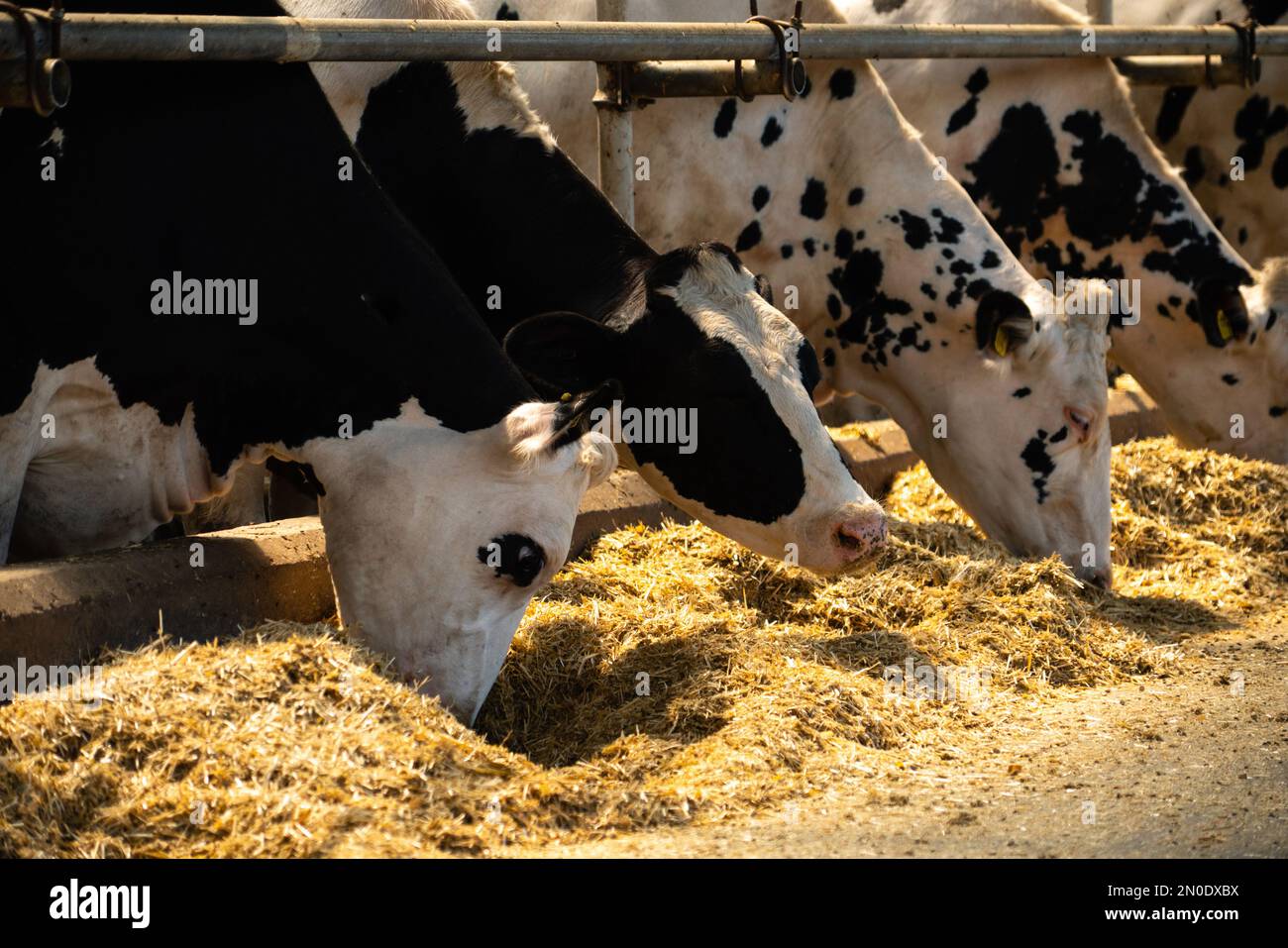 Mucche in una fattoria casearia Foto Stock