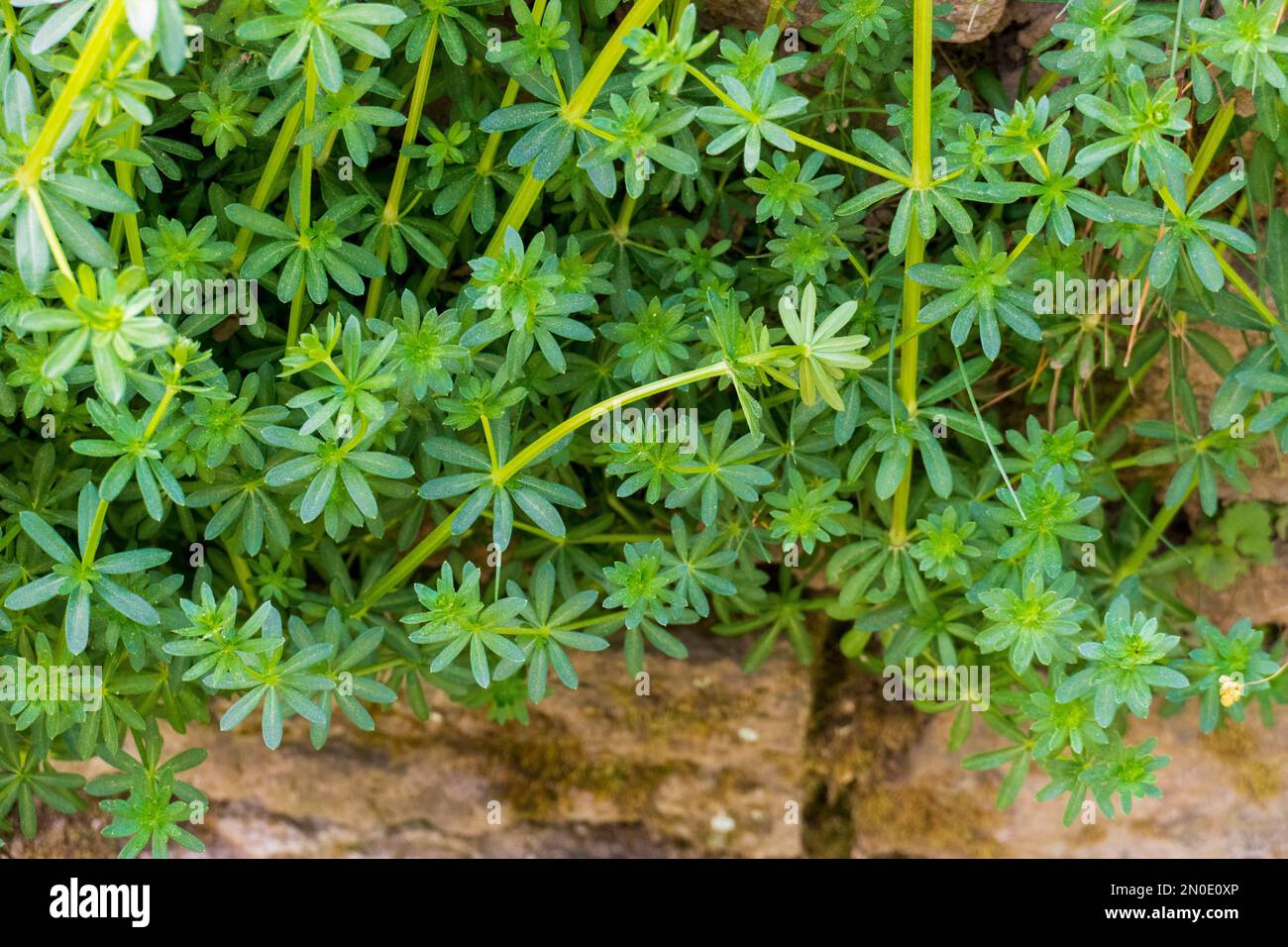 Waldmeister Pflanze wächst an einer Mauer am Waldrand Foto Stock