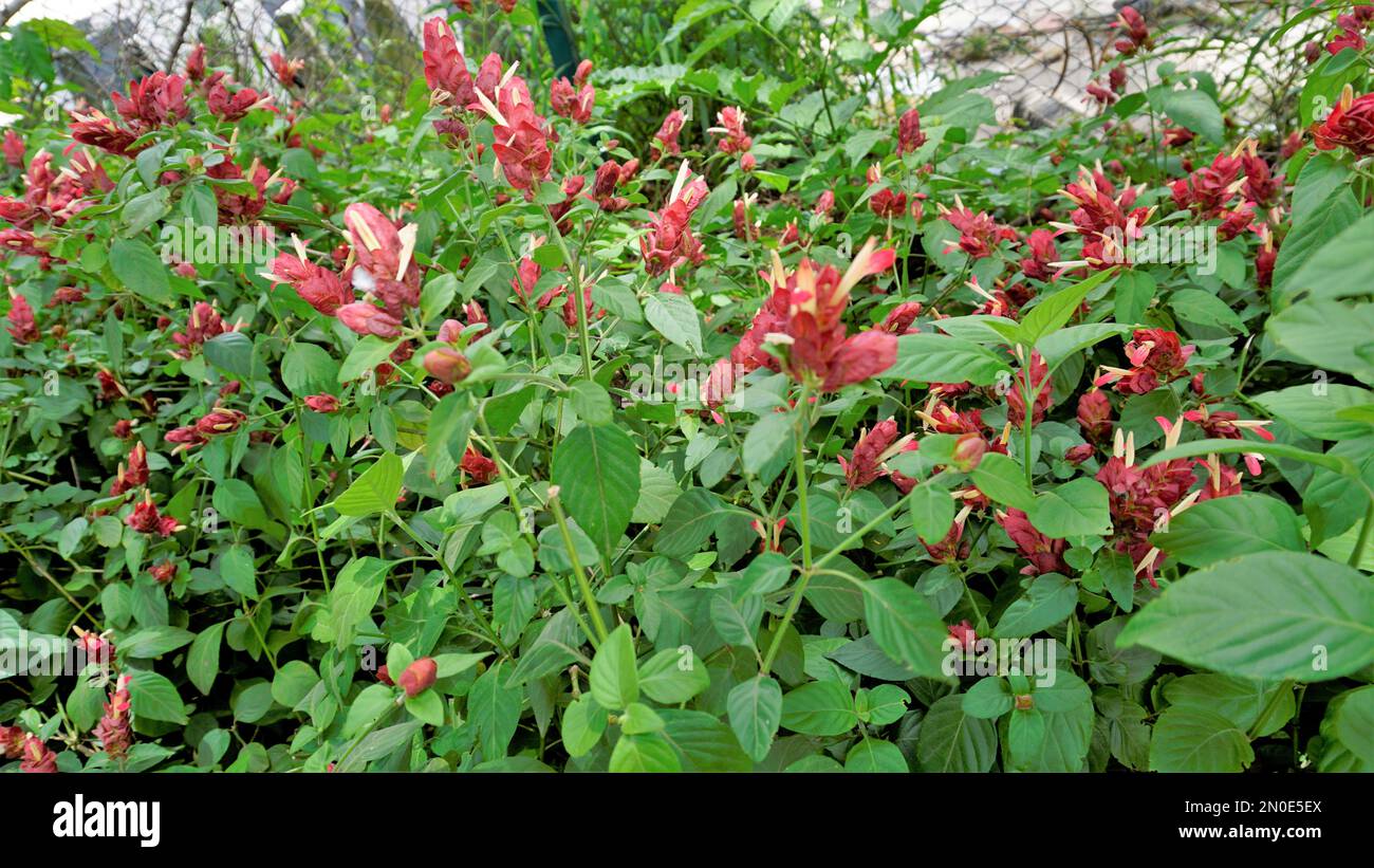 Sfondo paesaggio immagine di bellissimi fiori di Justicia brandegeana noto come Shripplant, False hop, Honolulu salvia, Mexican Plume ecc Foto Stock