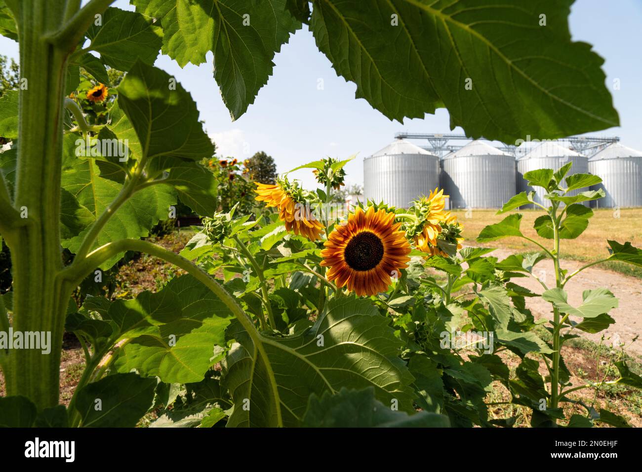 Girasole su fondo di silos agricoli, elevatore di grano per lo stoccaggio e l'essiccazione di cereali. Foto Stock