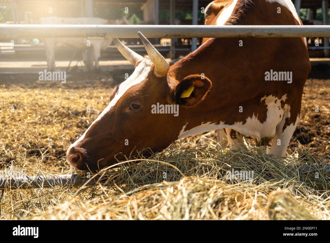 Mucche in una fattoria casearia Foto Stock