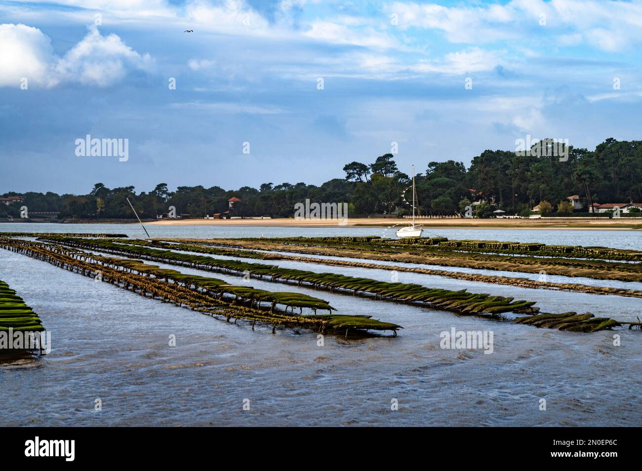 Il lago Lac d'Hossegor è l'unico posto nel dipartimento delle Landes, dove si coltivano ostriche; sud-ovest della Francia Foto Stock