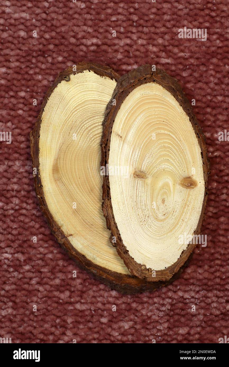 Grande tronco di albero taglio di fetta dai boschi. Superficie testurizzata con anelli e crepe su tessuto rosso Foto Stock