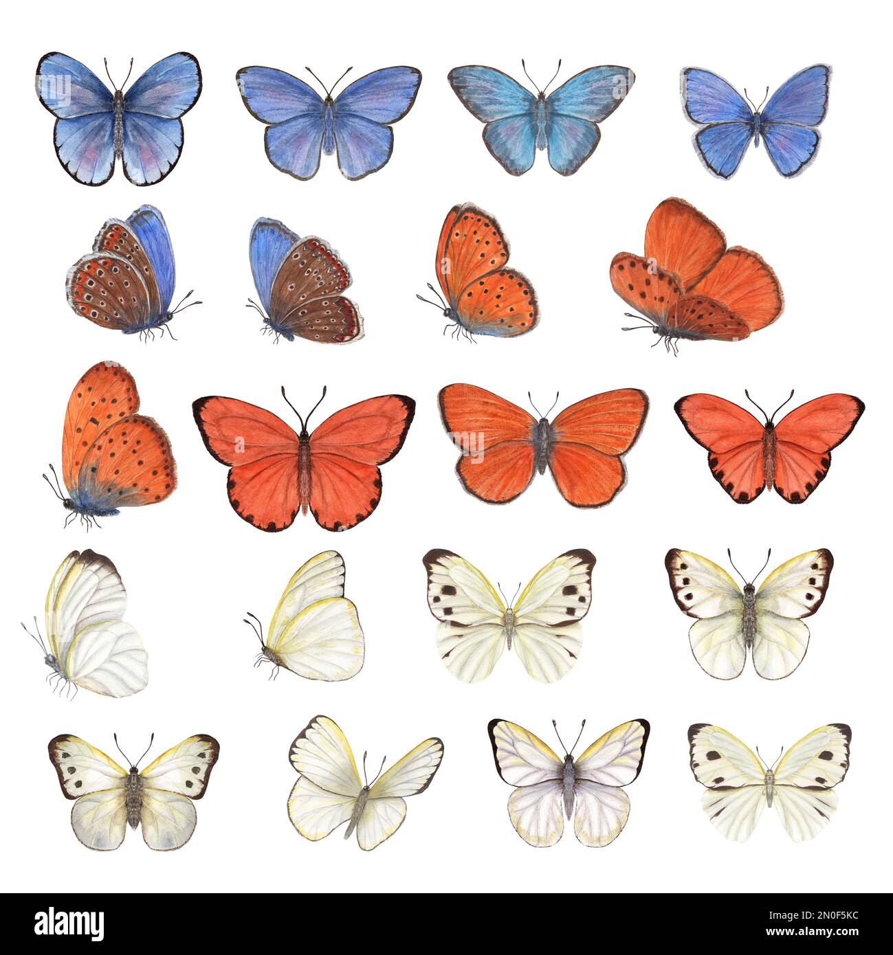 Set di acquerello diverse farfalle blu, arancioni, bianche isolate su sfondo bianco. Perfetto per tappezzeria, stampa, tessuti, vivaio, scrapbooking Foto Stock