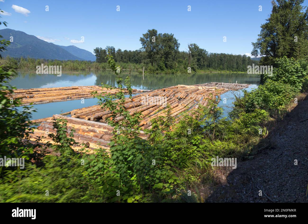Tagli i tronchi che fluiscono giù fiume alle mulini del legno Foto Stock