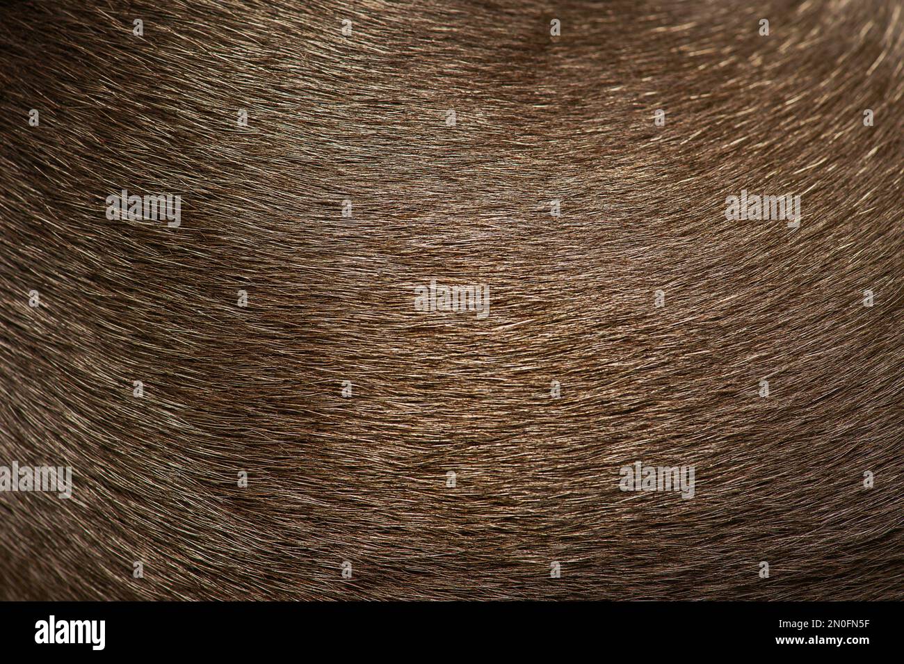 Pelliccia di un cane chihuahua a pelo corto dell'animale domestico come sfondo. Macro foto della pelliccia di un cane nero. Foto Stock